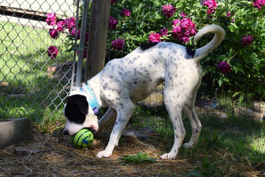 Enlarge Kringle, a ADOPTABLE mixed breed in Parkville, MO image 4/6