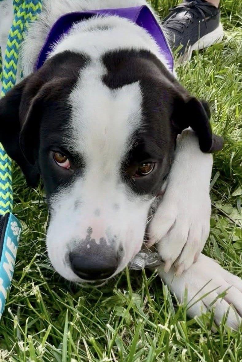 Enlarge Kringle, a ADOPTABLE mixed breed in Parkville, MO image 3/6