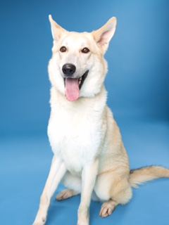 Enlarge Yellowstone, a Adoptable Shepherd in Dallas, TX image 1/1