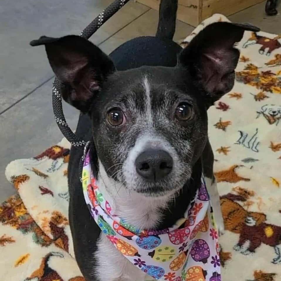 Rocky, a ADOPTABLE Mixed Breed in Woolwich, ME image 1/5