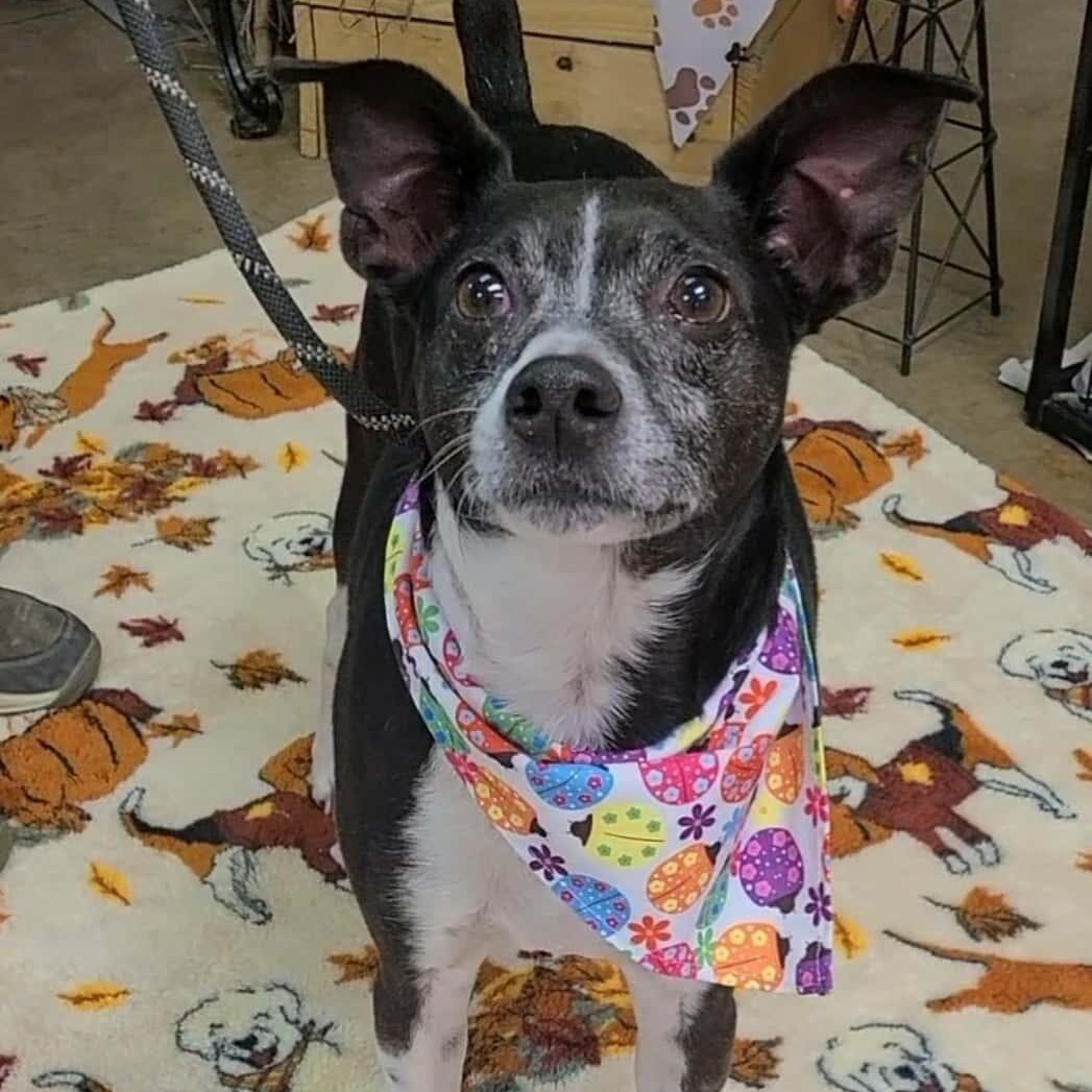 Rocky, a ADOPTABLE Mixed Breed in Woolwich, ME image 2/5