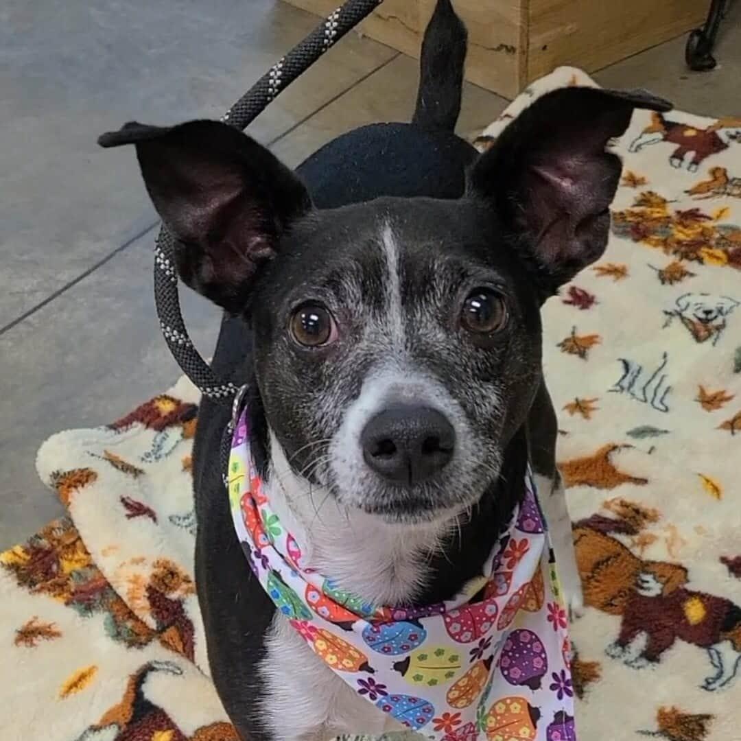 Rocky, a ADOPTABLE Mixed Breed in Woolwich, ME image 3/5