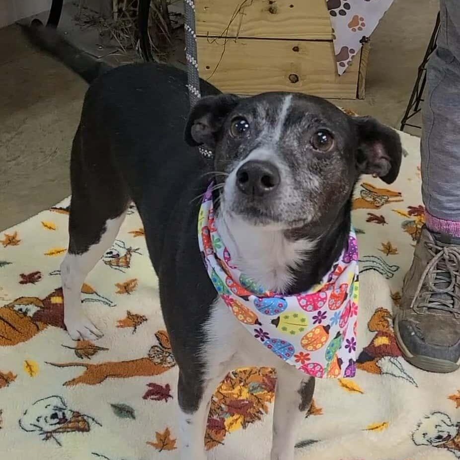 Rocky, a ADOPTABLE Mixed Breed in Woolwich, ME image 4/5