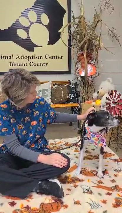 Enlarge Rocky, a ADOPTABLE Mixed Breed in Woolwich, ME video 5/5