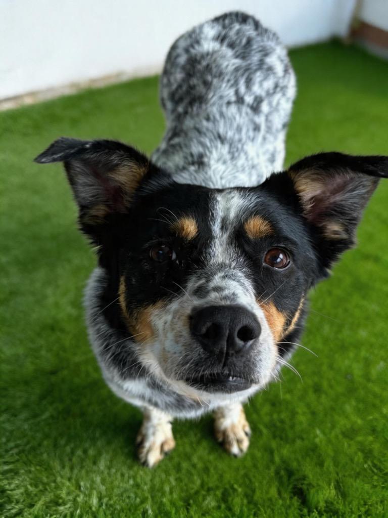 Stormy, Adoptable, Young Female Cattle Dog.