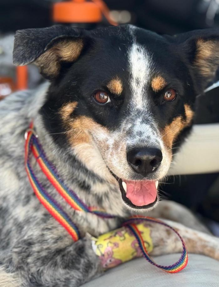 Enlarge Stormy, a Adoptable mixed breed in Midland, TX image 3/3