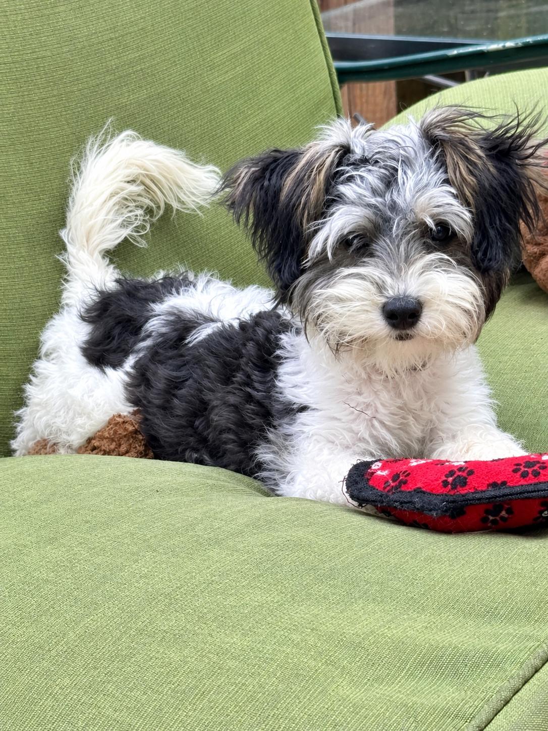 Jazz, Adopted, Young Female Yorkie Poo.