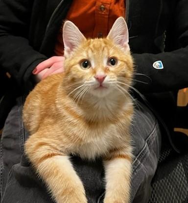 Enlarge Bryson and Barnaby-Twin Bros , a ADOPTABLE Domestic Short Hair in Arlington, VA image 2/3
