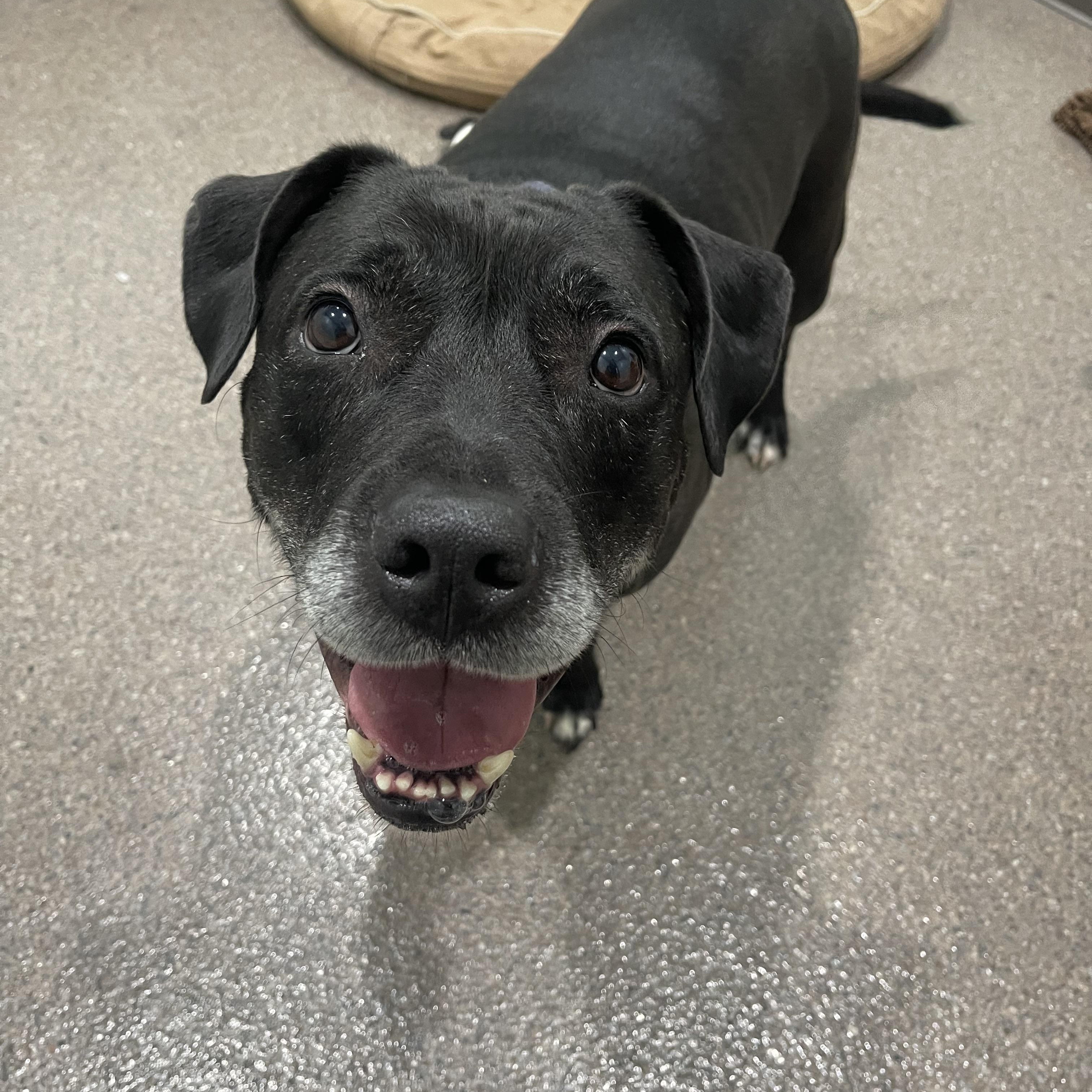 Ludo Bear, an adoptable Pit Bull Terrier, Black Labrador Retriever in Sault Sainte Marie, MI, 49783 | Photo Image 1