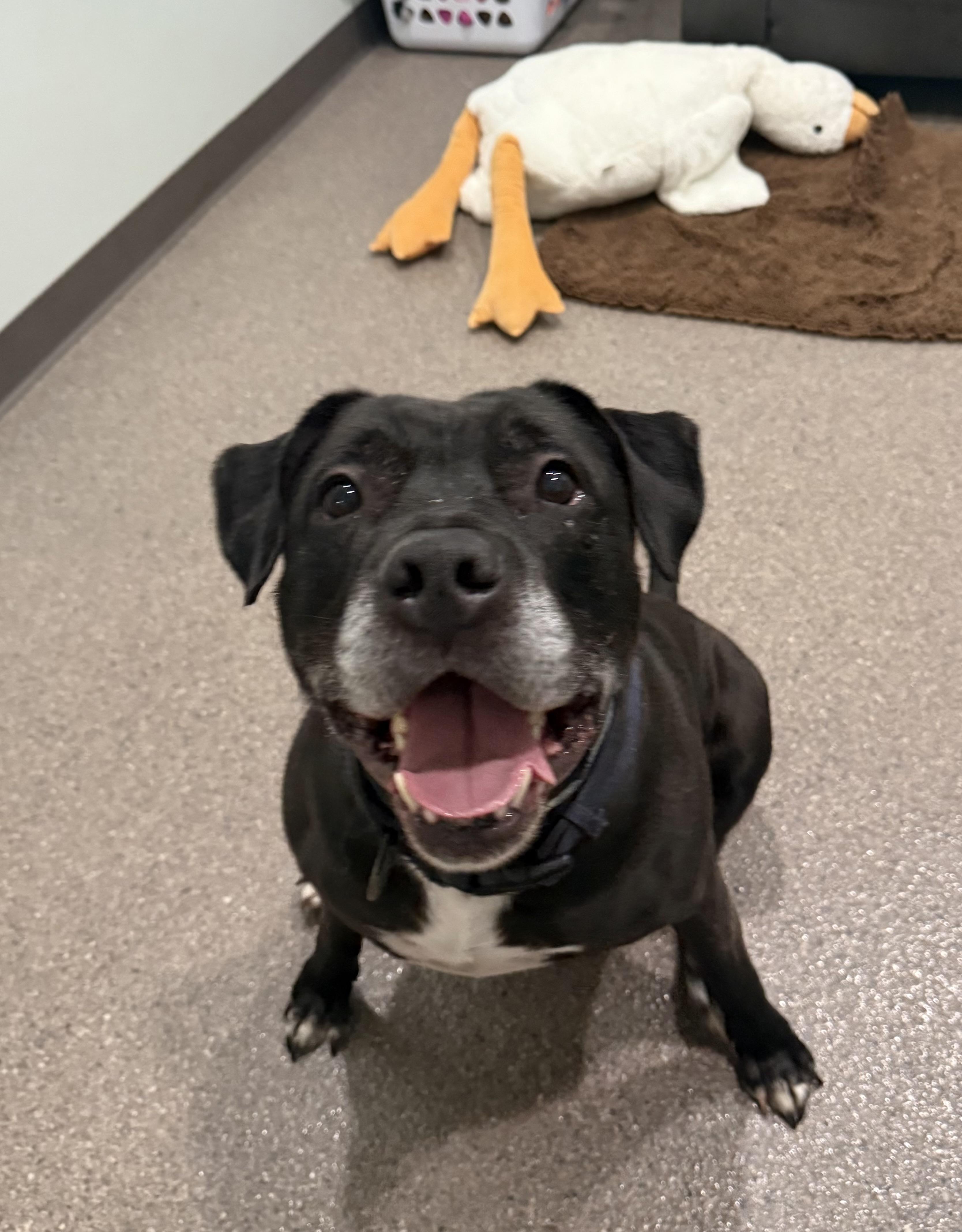 Ludo Bear, an adoptable Pit Bull Terrier, Black Labrador Retriever in Sault Sainte Marie, MI, 49783 | Photo Image 3
