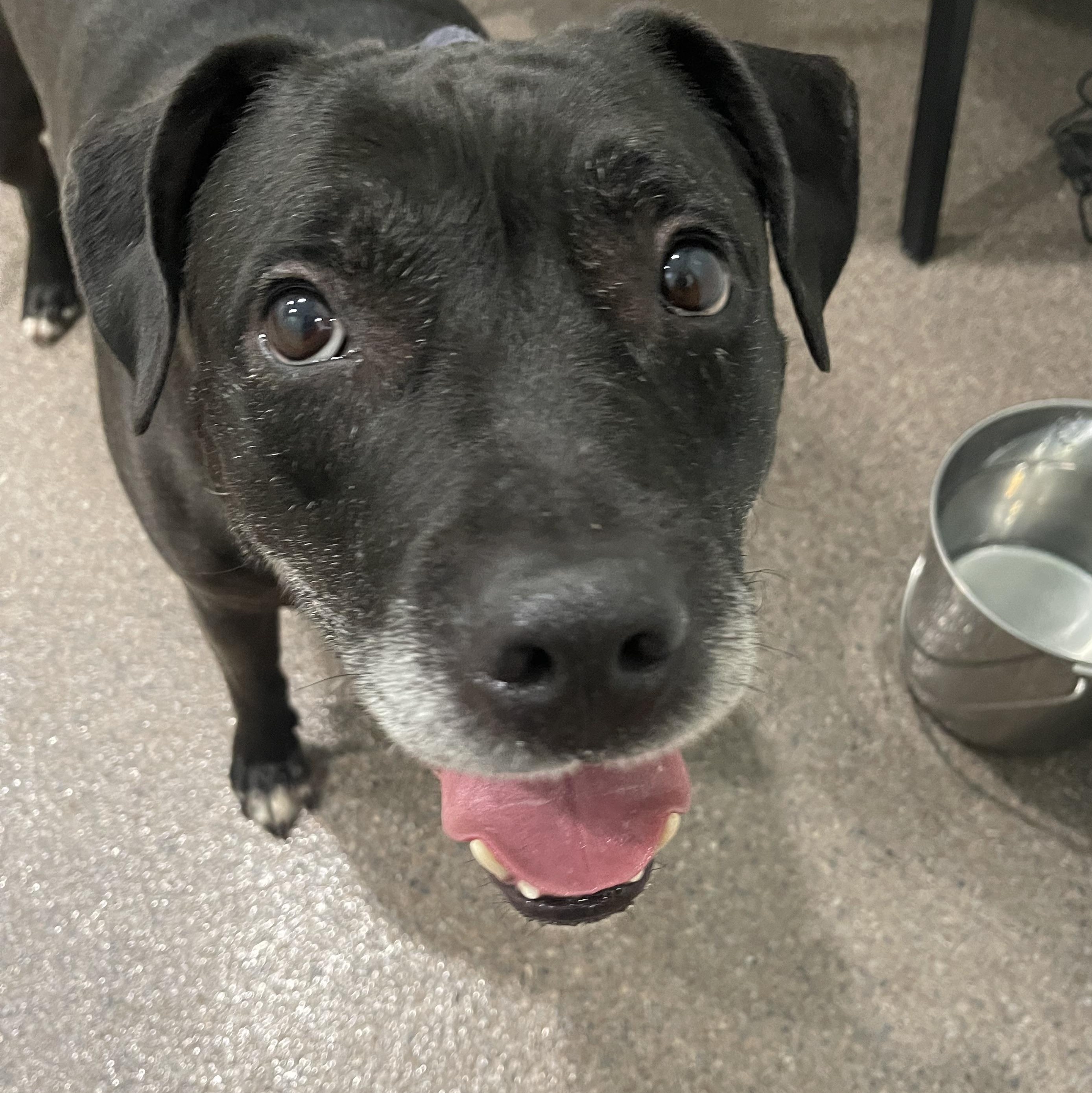 Ludo Bear, an adoptable Pit Bull Terrier, Black Labrador Retriever in Sault Sainte Marie, MI, 49783 | Photo Image 4