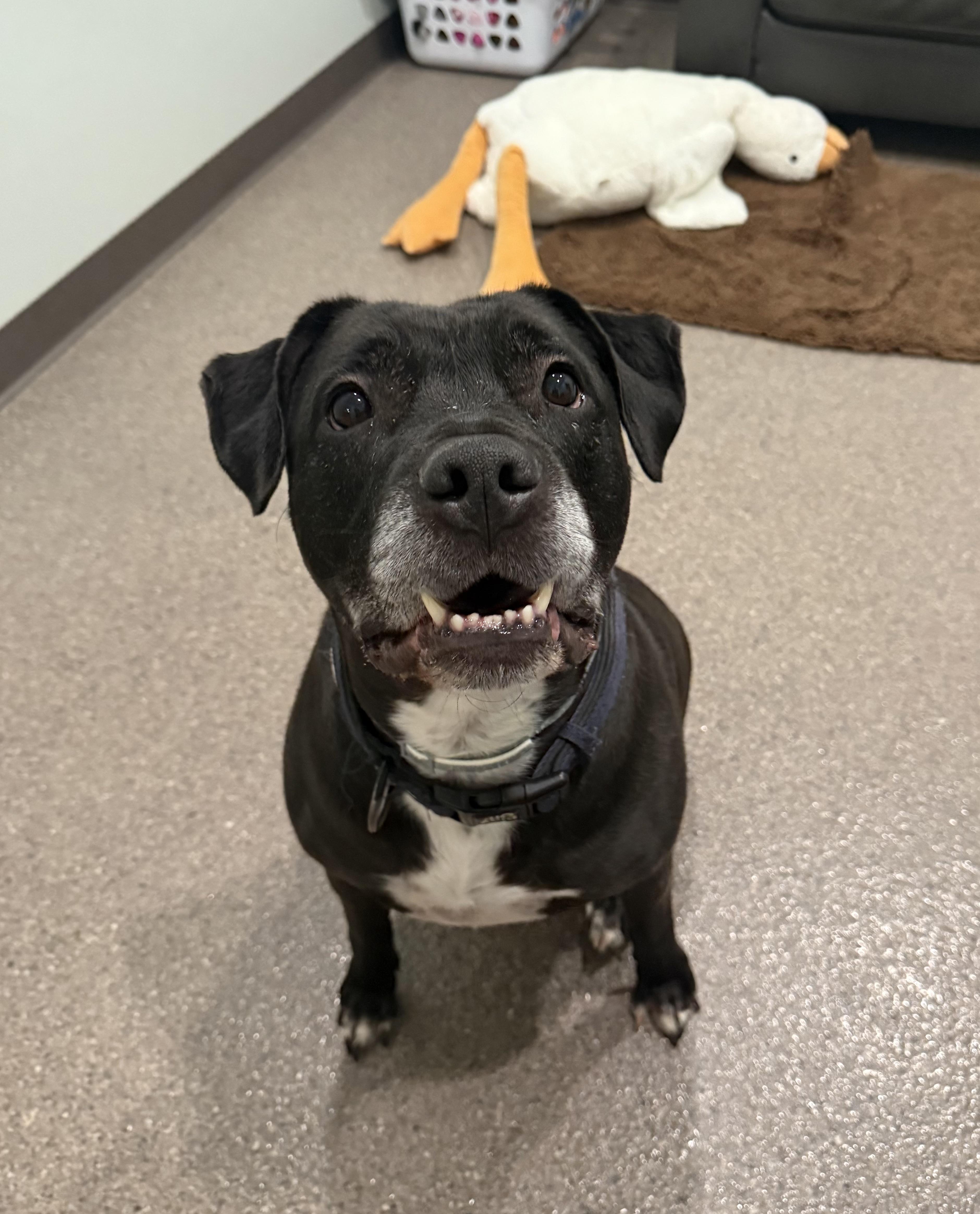 Ludo Bear, an adoptable Pit Bull Terrier, Black Labrador Retriever in Sault Sainte Marie, MI, 49783 | Photo Image 5