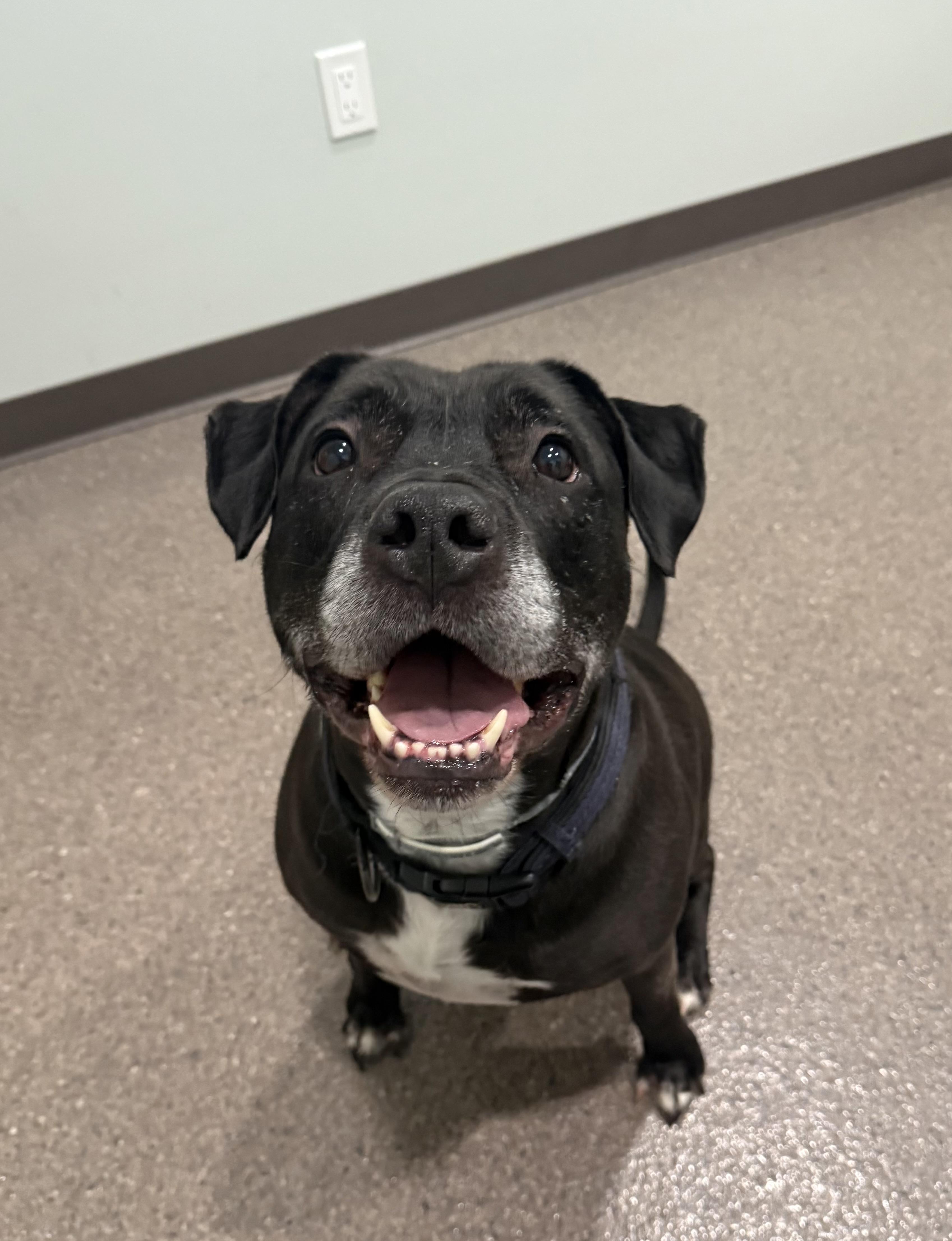 Ludo Bear, Adoptable, Adult Male Pit Bull Terrier & Black Labrador Retriever.