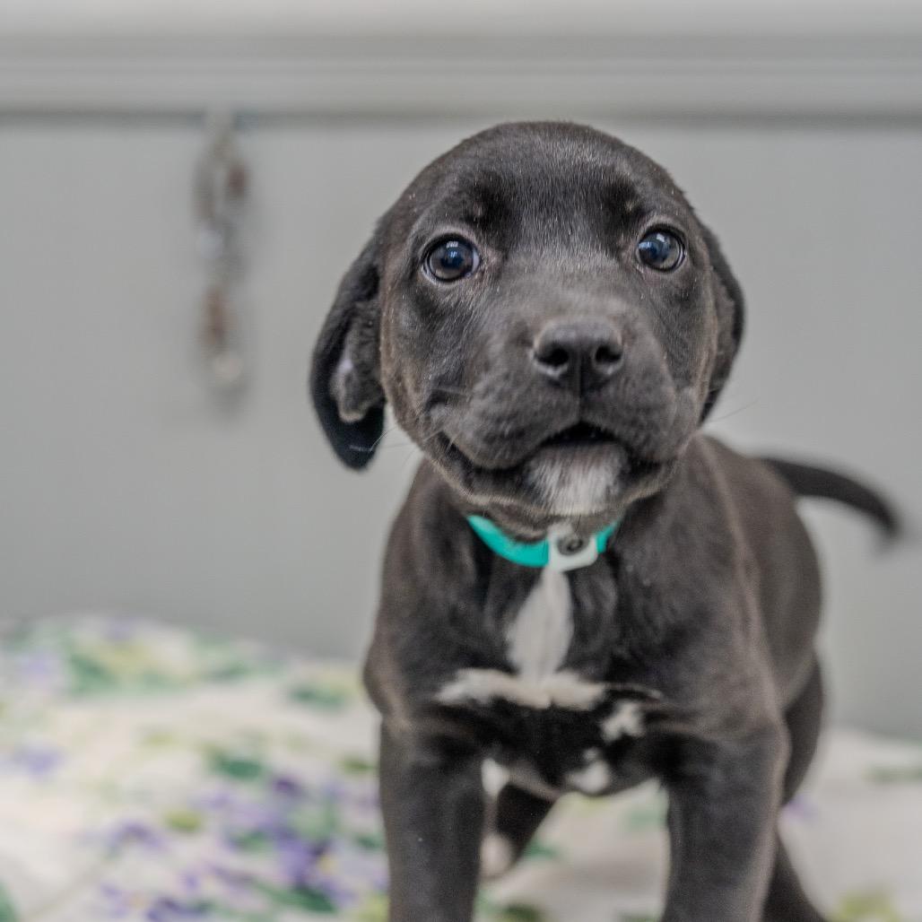 Buttercup, Adoptable, Puppy Female Terrier.