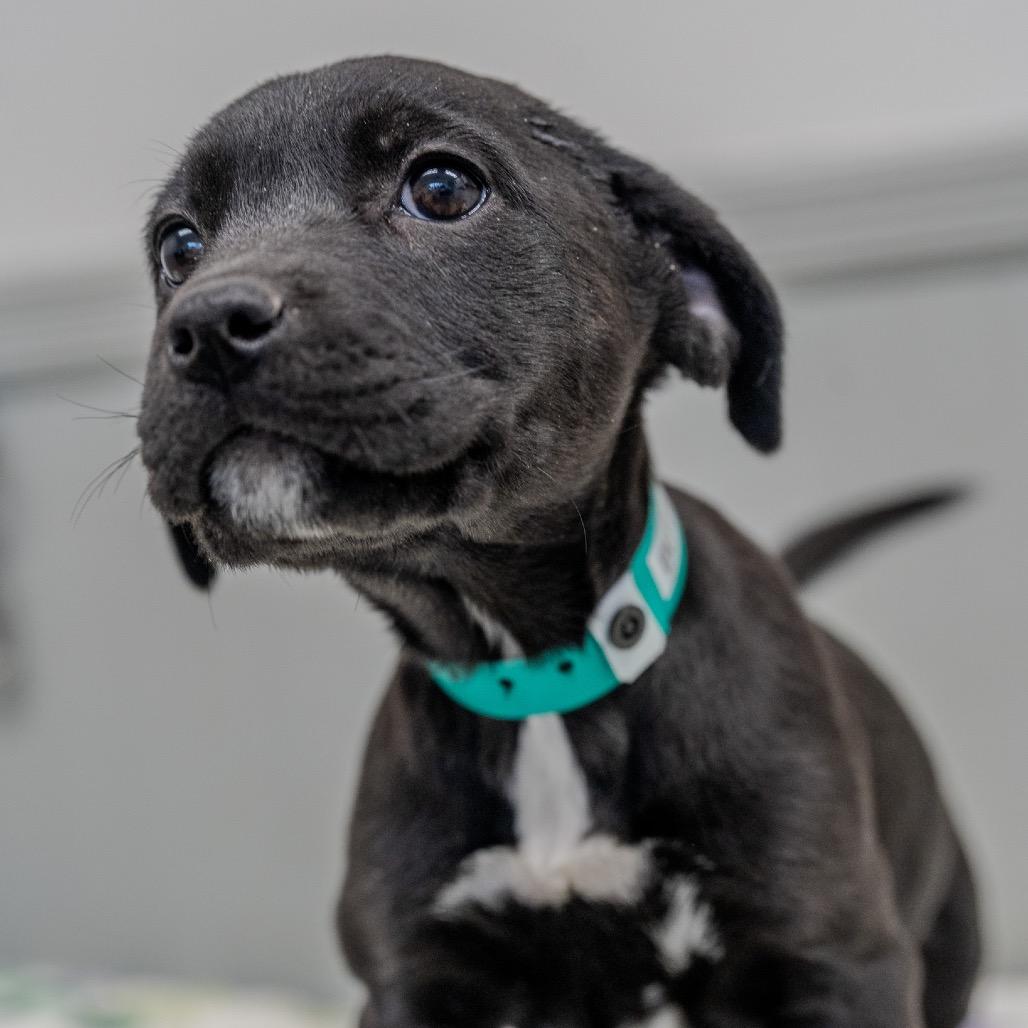 Enlarge Buttercup, a Adoptable mixed breed in Pawling, NY image 2/6