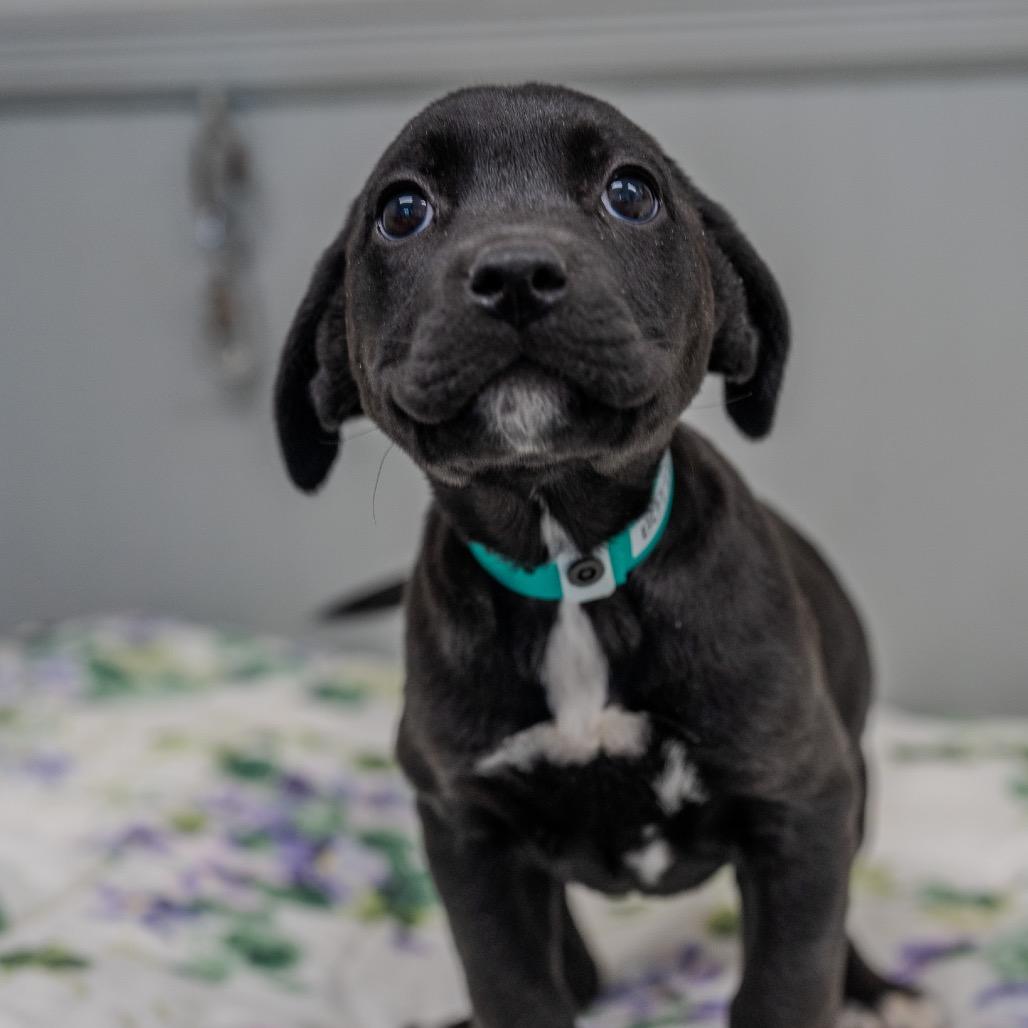 Enlarge Buttercup, a Adoptable mixed breed in Pawling, NY image 3/6