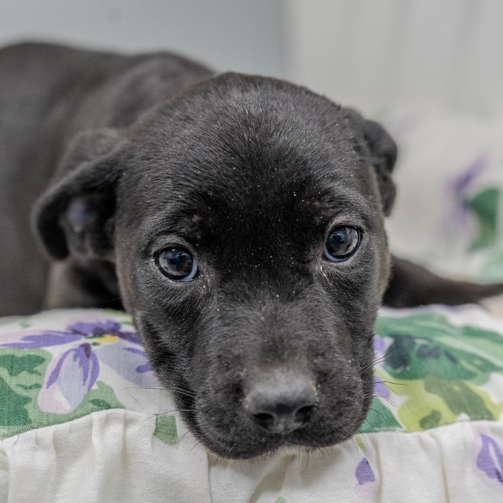 Enlarge Buttercup, a Adoptable mixed breed in Pawling, NY image 4/6