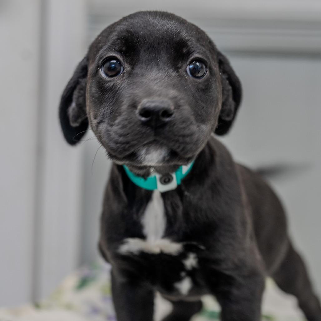 Enlarge Buttercup, a Adoptable mixed breed in Pawling, NY image 5/6