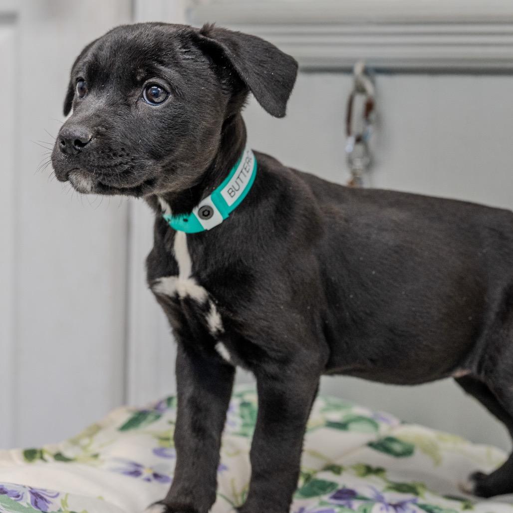 Enlarge Buttercup, a Adoptable mixed breed in Pawling, NY image 6/6