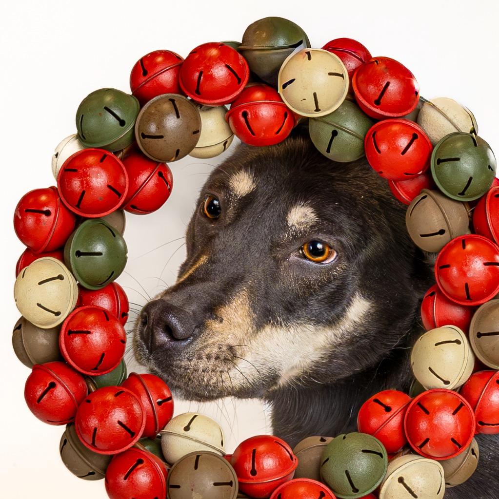 Enlarge Cider, a Adoptable mixed breed in Tyler, TX image 1/4