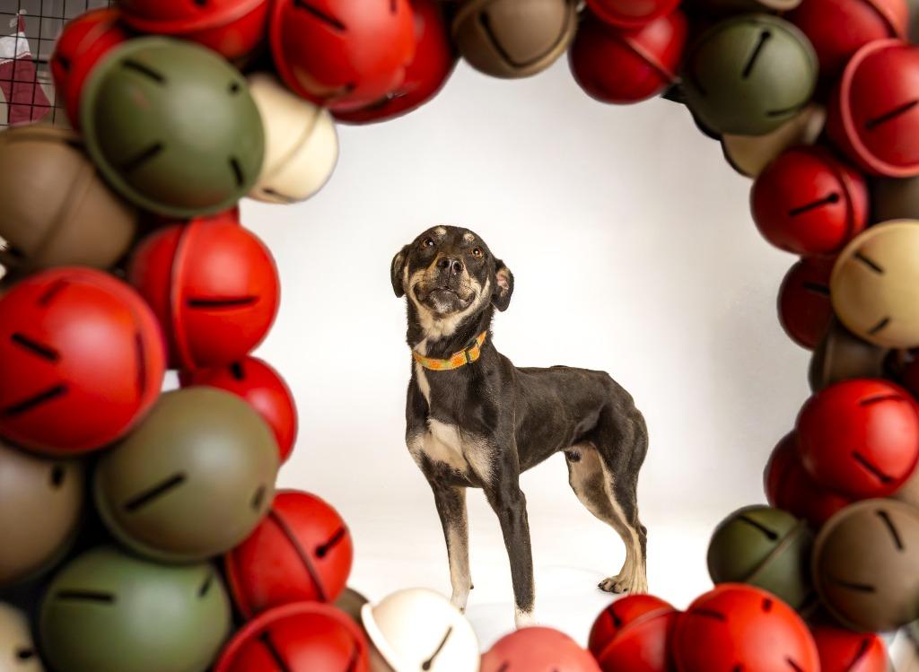 Enlarge Cider, a Adoptable mixed breed in Tyler, TX image 3/4