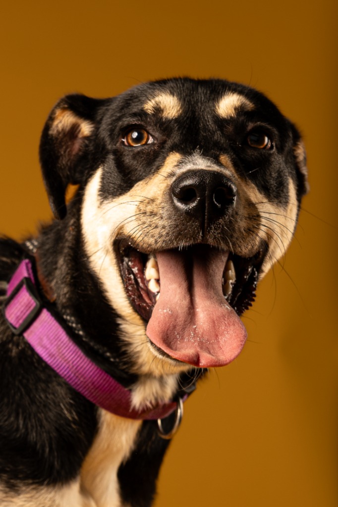 Enlarge Cider, a Adoptable mixed breed in Tyler, TX image 1/5