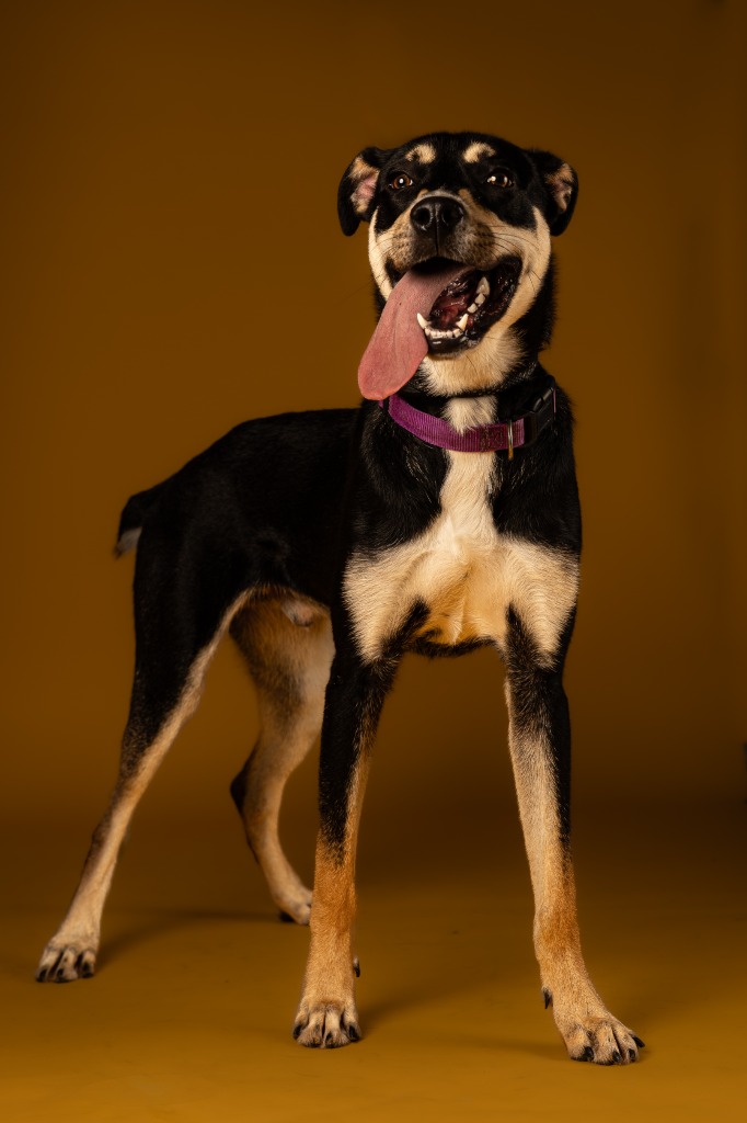 Enlarge Cider, a Adoptable mixed breed in Tyler, TX image 5/5
