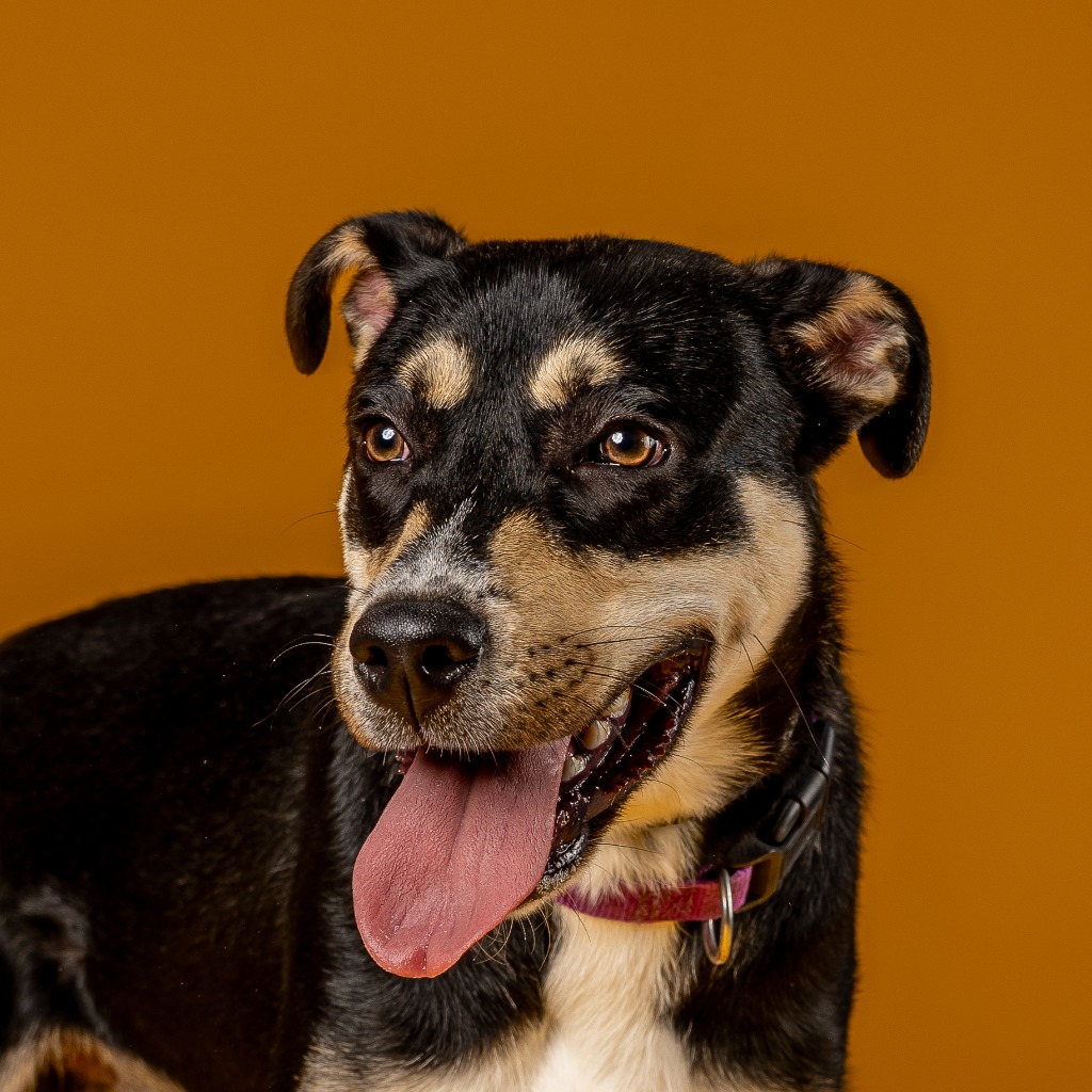 Enlarge Cider, a Adoptable mixed breed in Tyler, TX image 3/5
