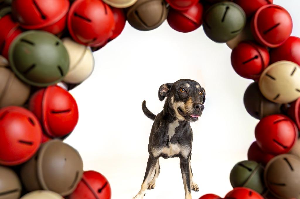 Enlarge Cider, a Adoptable mixed breed in Tyler, TX image 2/4