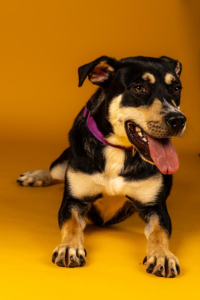 Enlarge Cider, a Adoptable mixed breed in Tyler, TX image 4/4