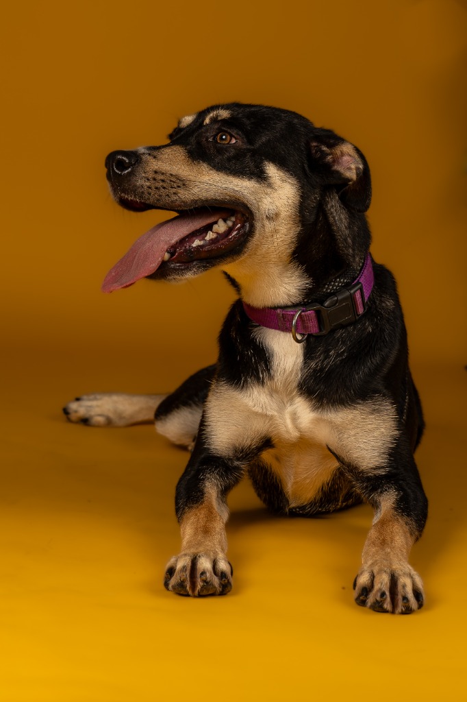 Enlarge Cider, a Adoptable mixed breed in Tyler, TX image 2/5