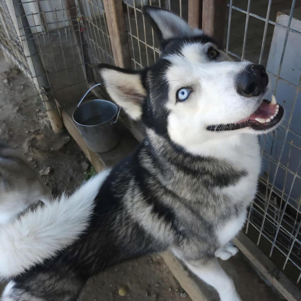 Nukah — thumbnail 2