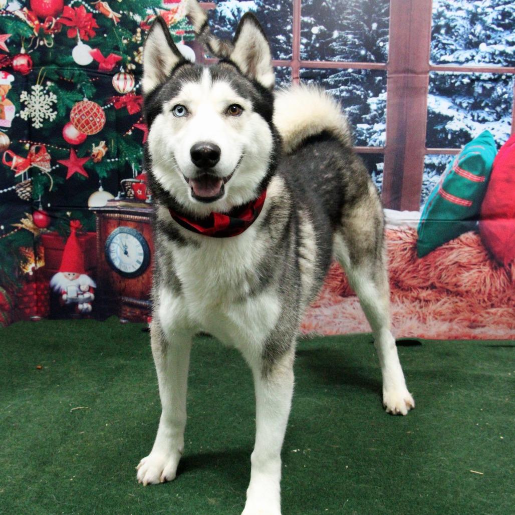 Nukah, Adoptable, Adult Male Siberian Husky.