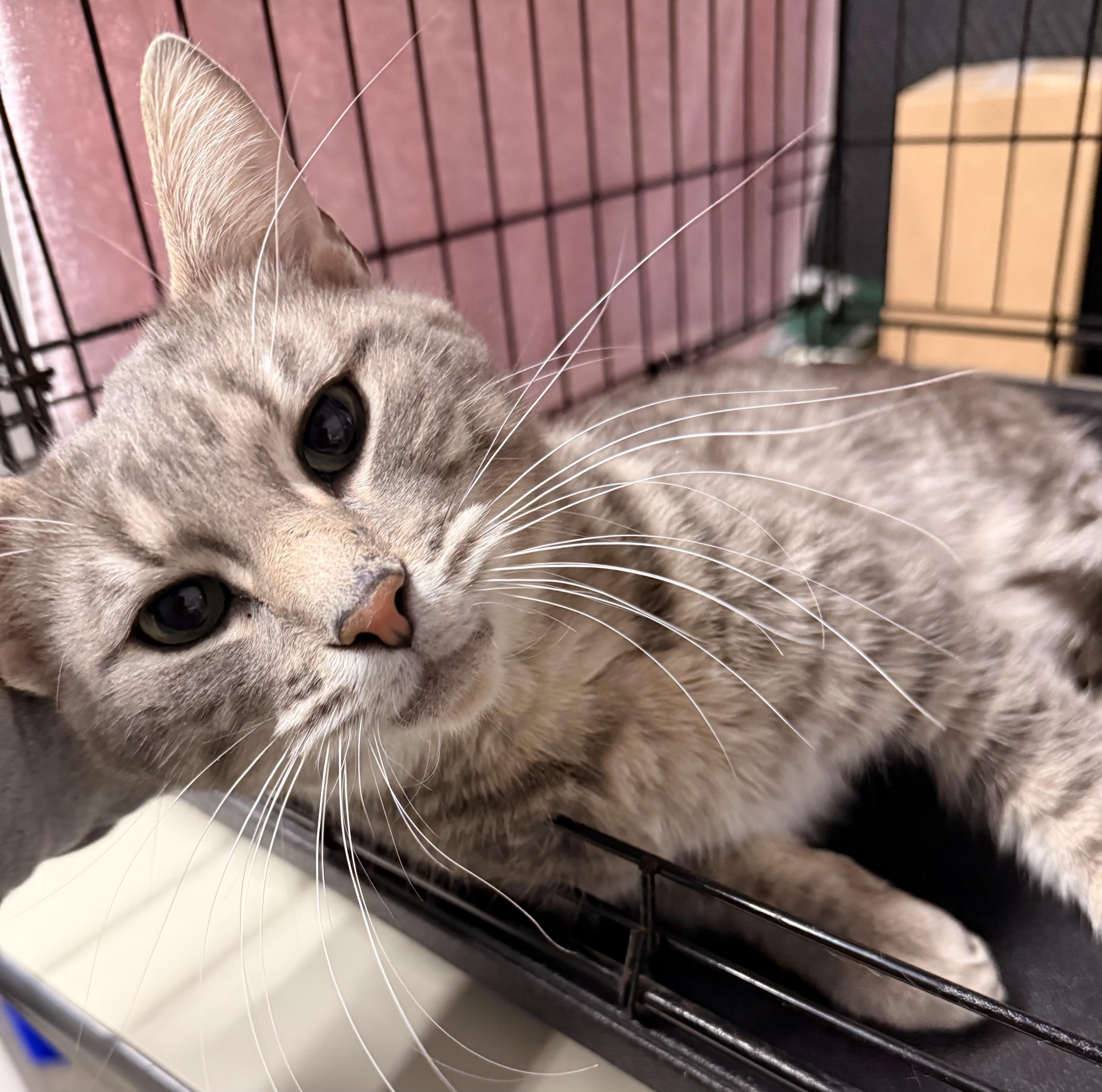 Enlarge Enrique, an adopted Domestic Short Hair in Grand Rapids, MI image 3/6