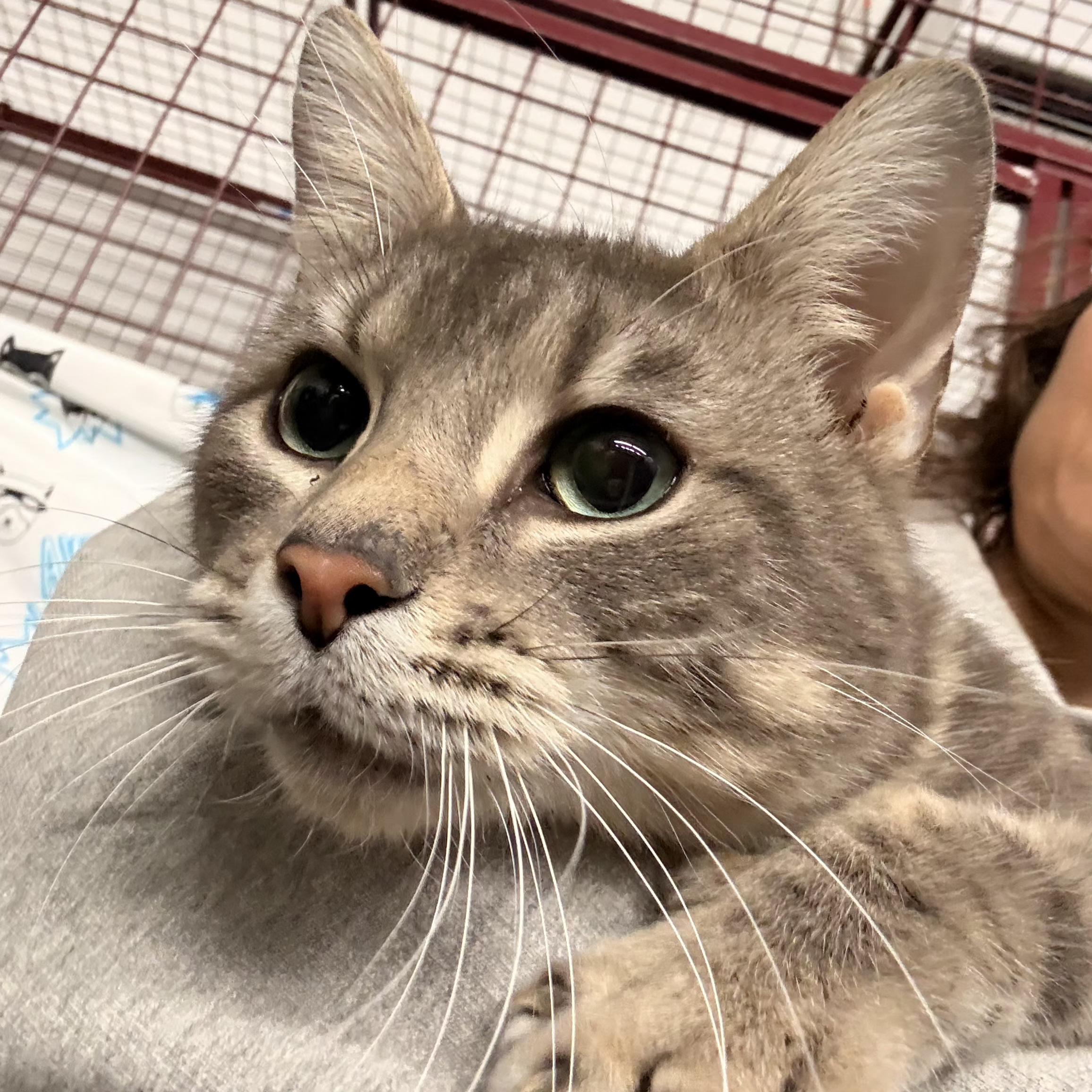 Enlarge Enrique, an adopted Domestic Short Hair in Grand Rapids, MI image 4/6