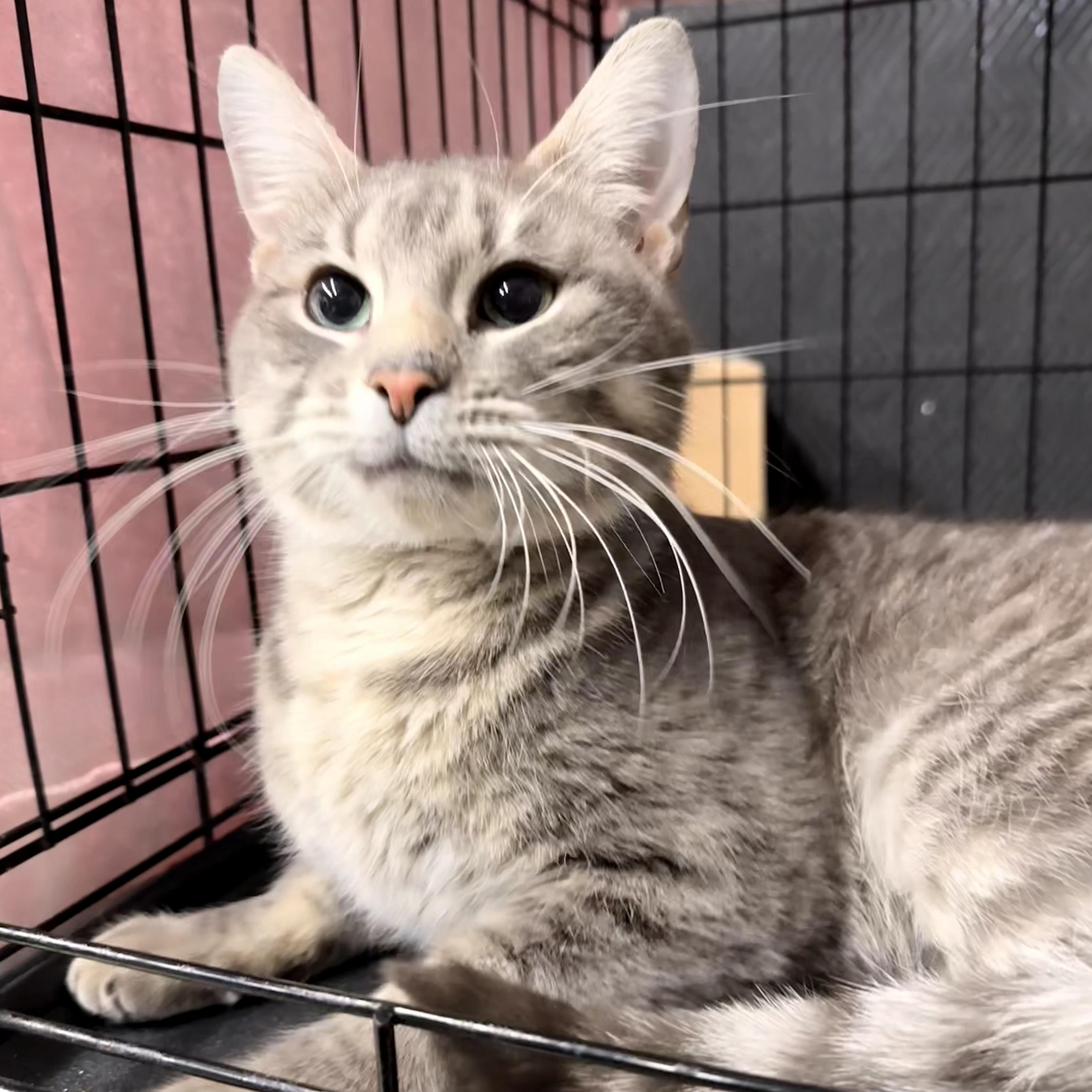 Enlarge Enrique, an adopted Domestic Short Hair in Grand Rapids, MI image 2/6