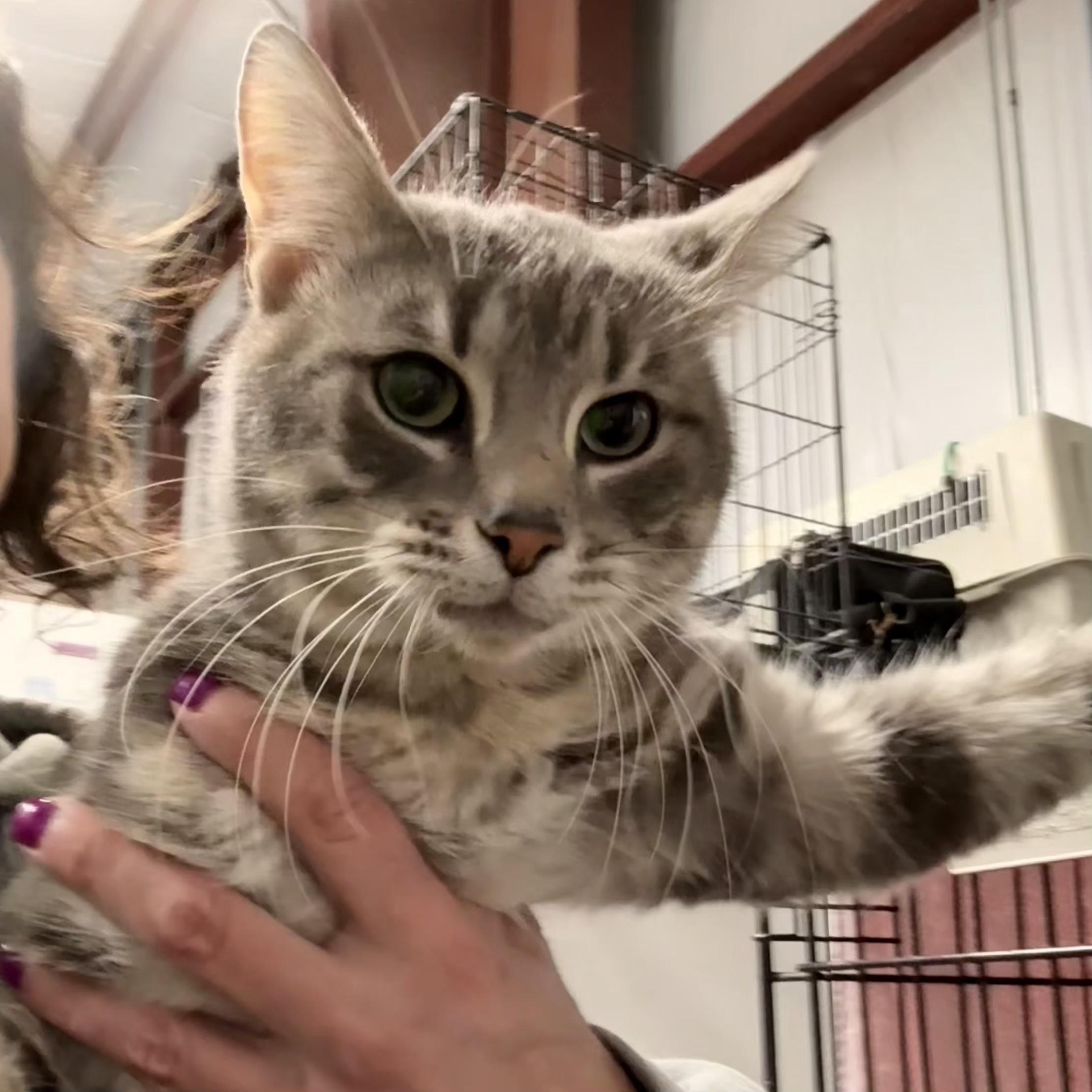 Enlarge Enrique, an adopted Domestic Short Hair in Grand Rapids, MI image 6/6