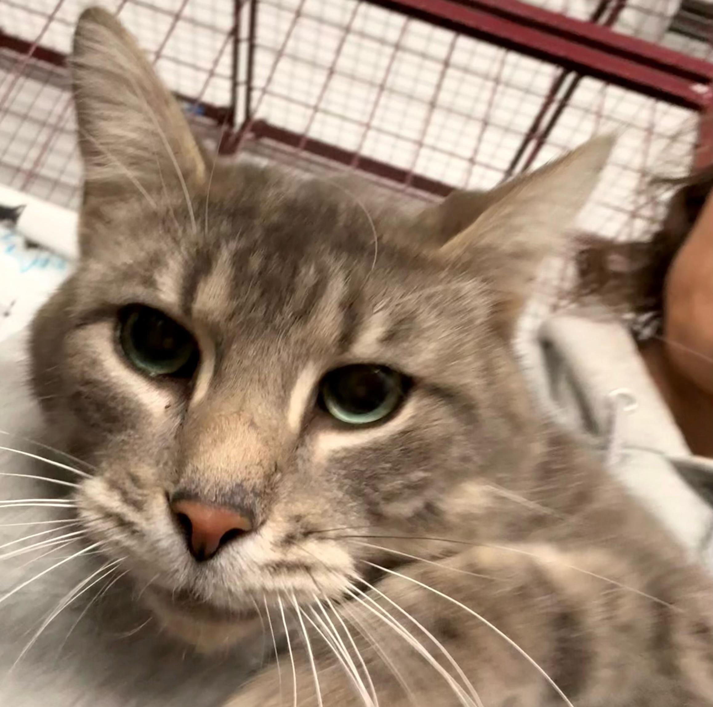 Enlarge Enrique, an adopted Domestic Short Hair in Grand Rapids, MI image 5/6