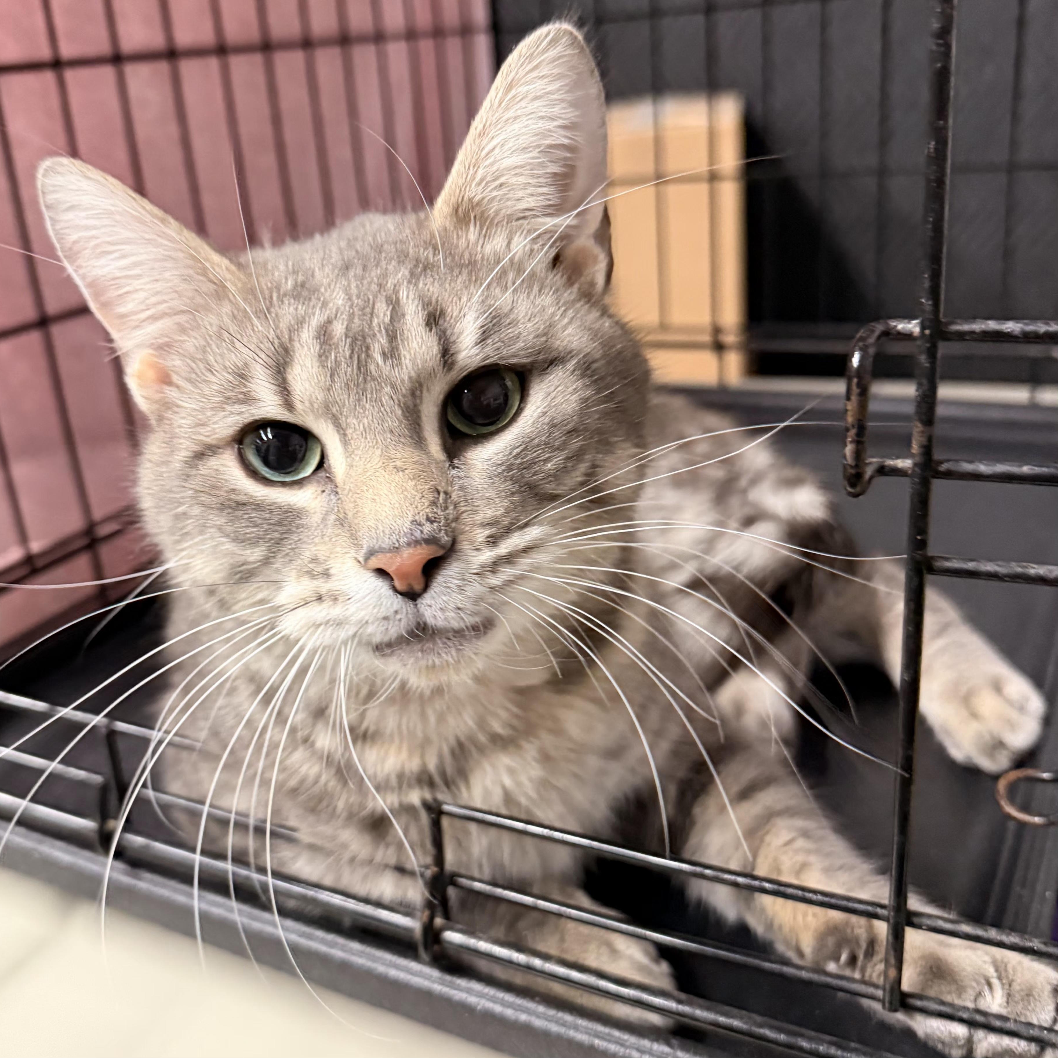 Enlarge Enrique, an adopted Domestic Short Hair in Grand Rapids, MI image 1/6