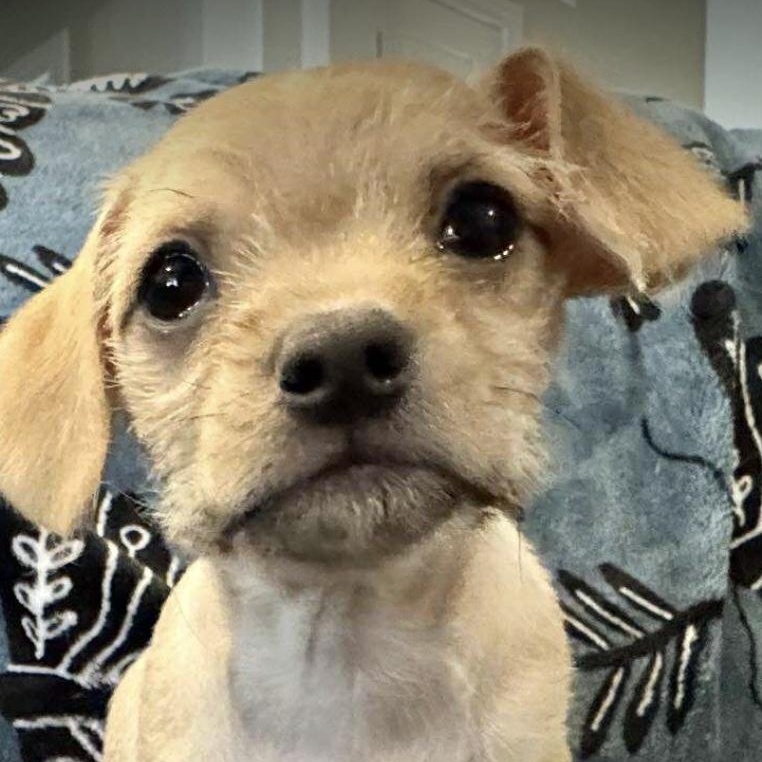 Enlarge Hazel, a ADOPTABLE mixed breed in Austin, TX image 1/4