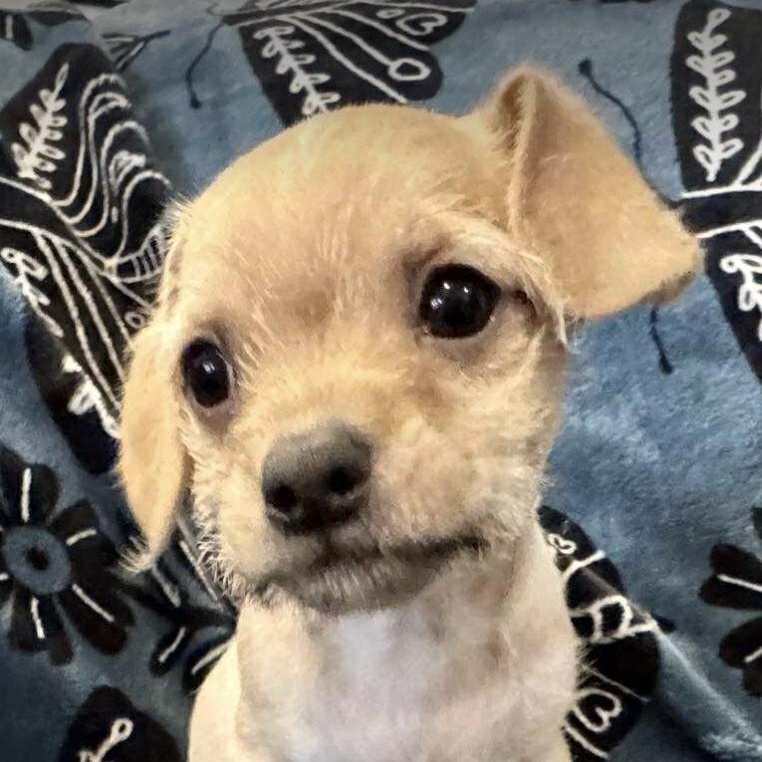 Enlarge Hazel, a ADOPTABLE mixed breed in Austin, TX image 4/4