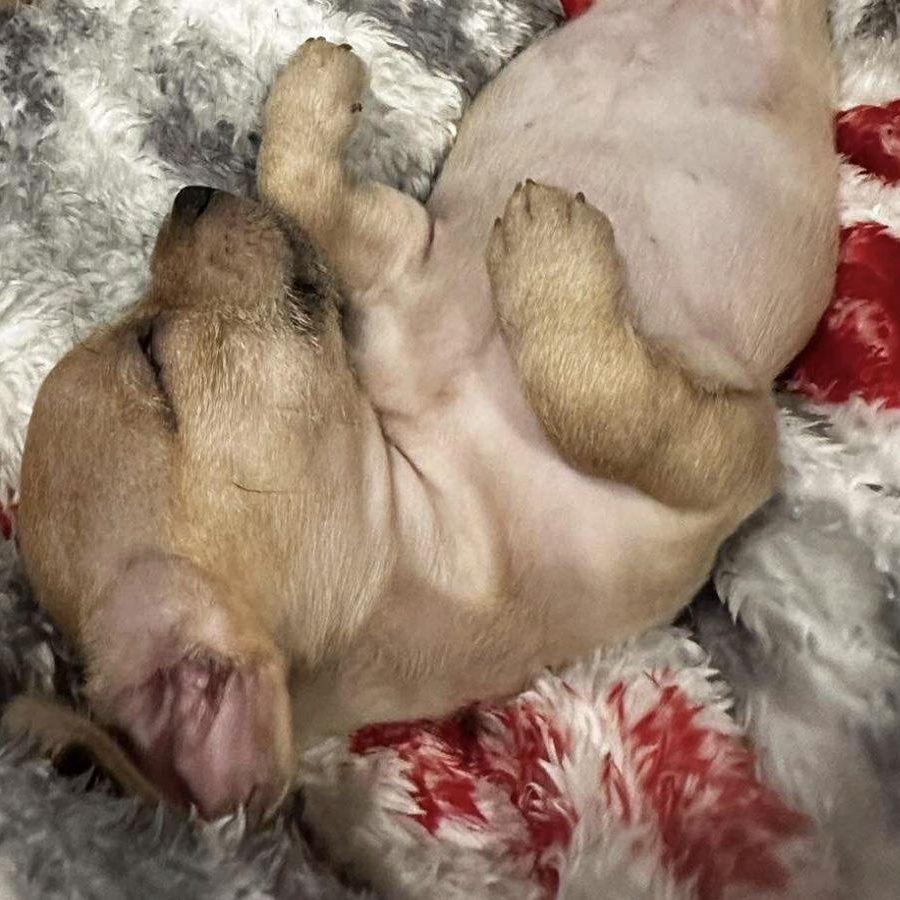 Enlarge Hazel, a ADOPTABLE mixed breed in Austin, TX image 3/4