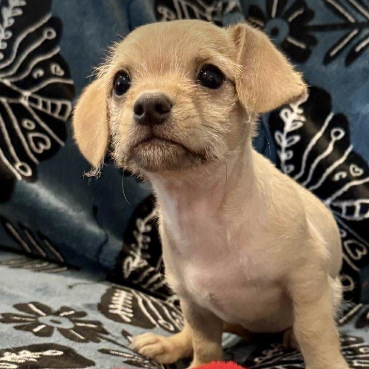 Enlarge Hazel, a ADOPTABLE mixed breed in Austin, TX image 2/4