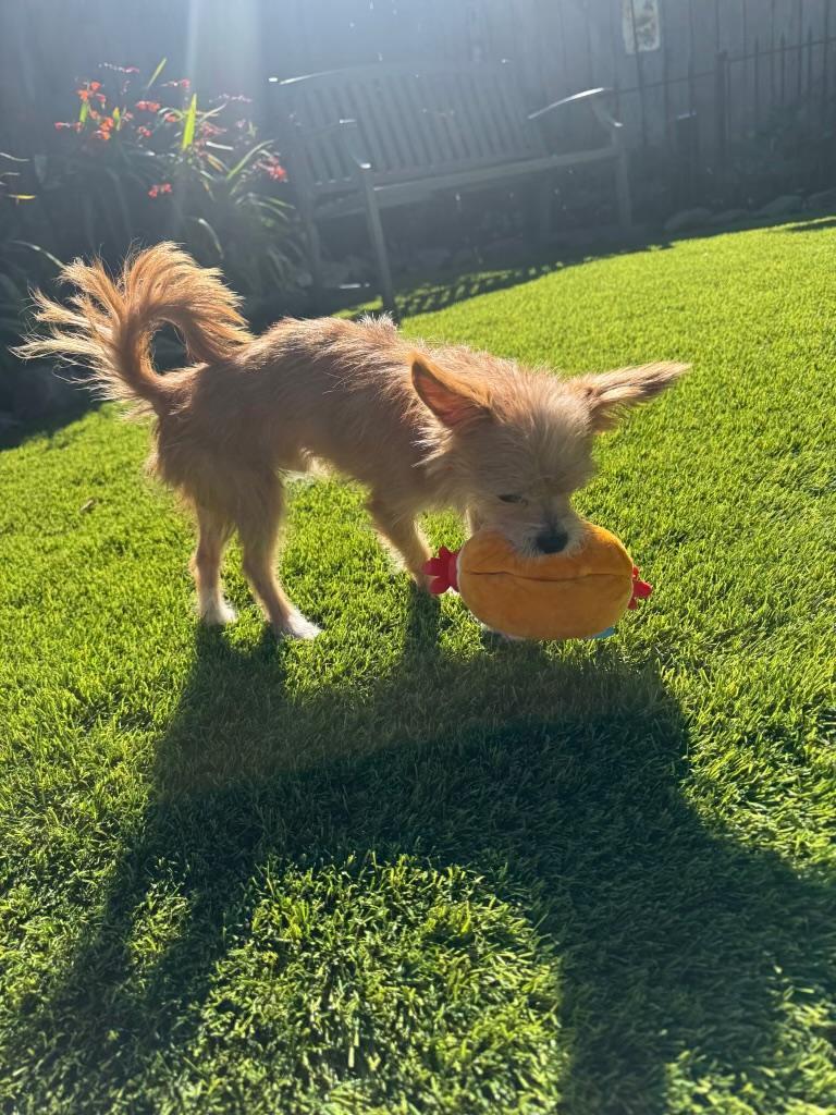 Tater, an adopted mixed breed in Amity, OR image 2/4