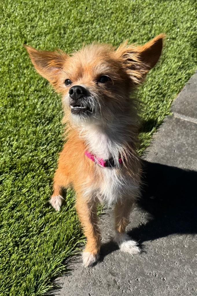 Tater, adopted, Young Male Norwich Terrier.