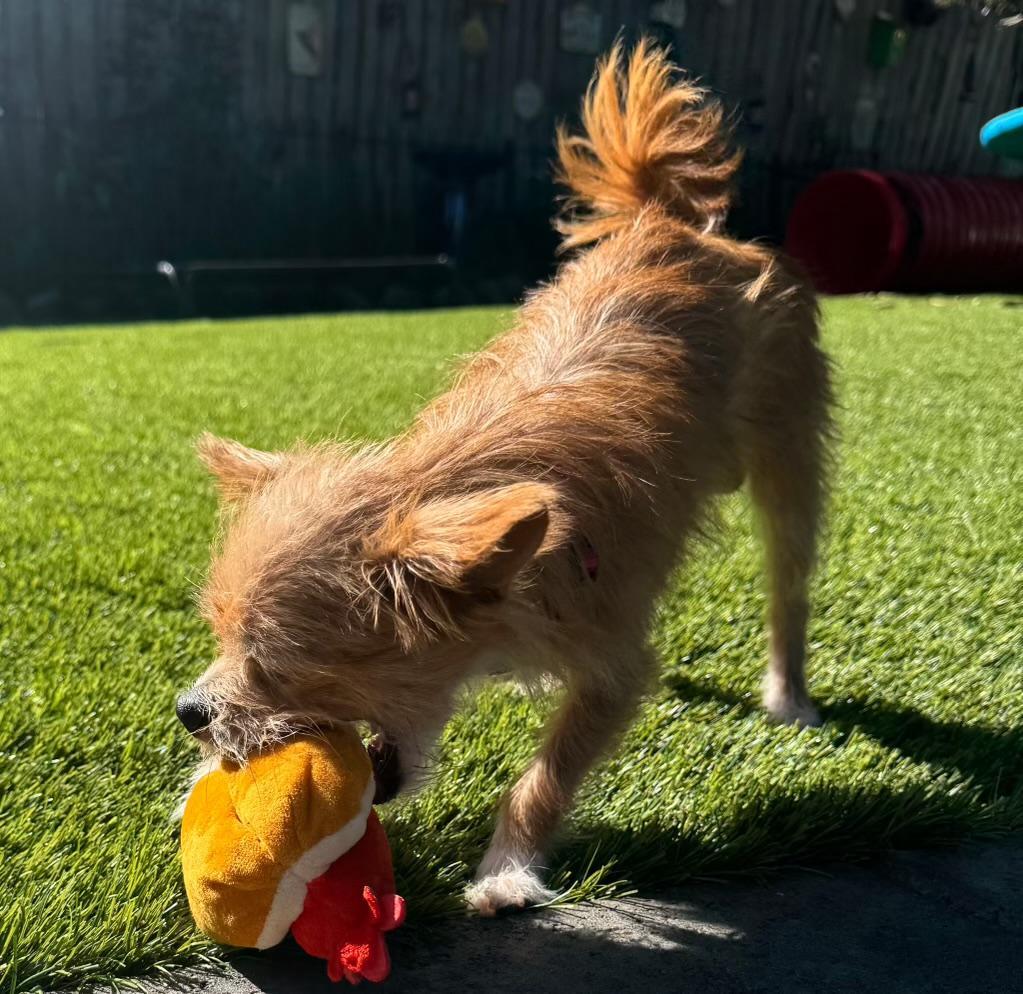 Tater, an adopted mixed breed in Amity, OR image 4/4
