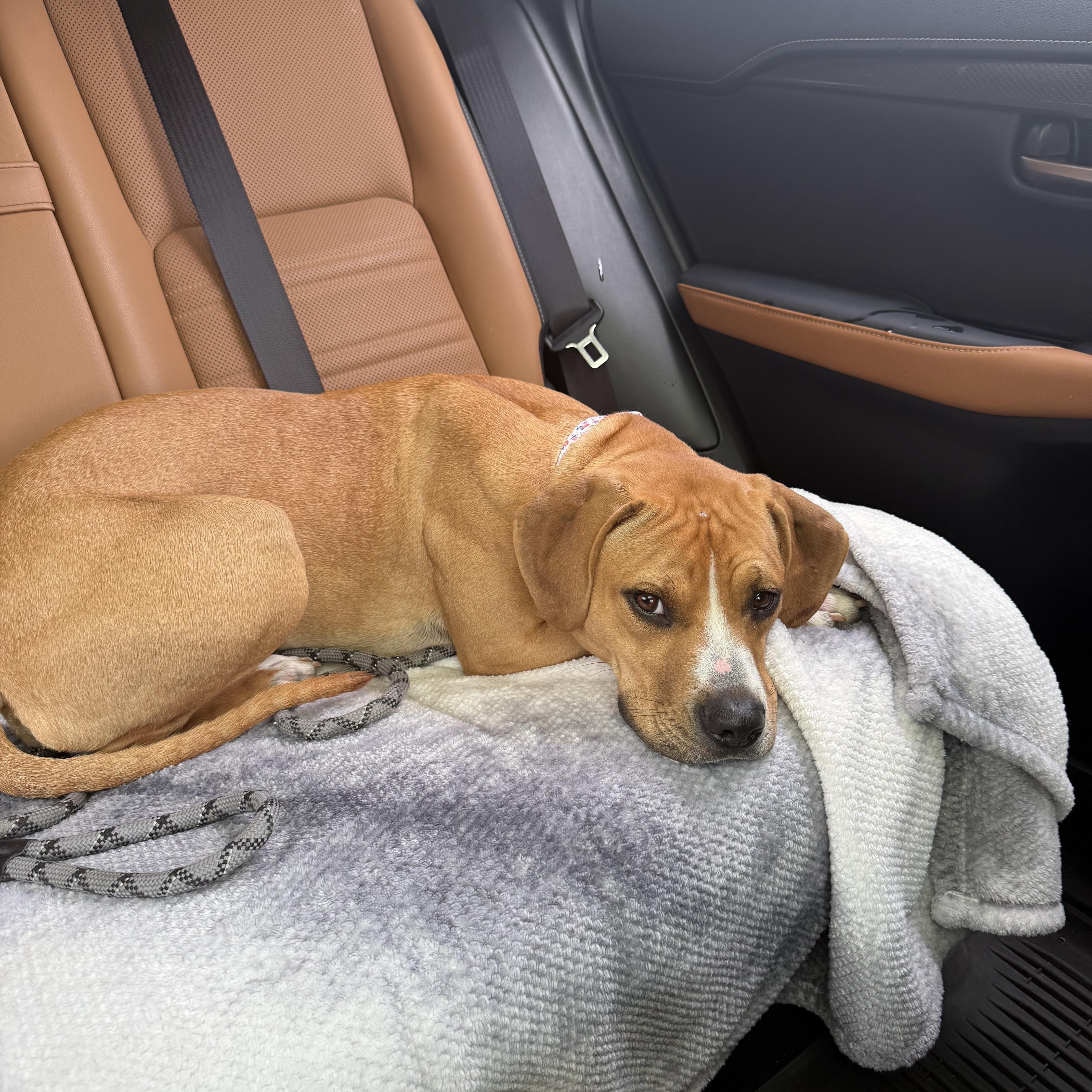 Harleigh, an adopted mixed breed in Cincinnati, OH image 3/6