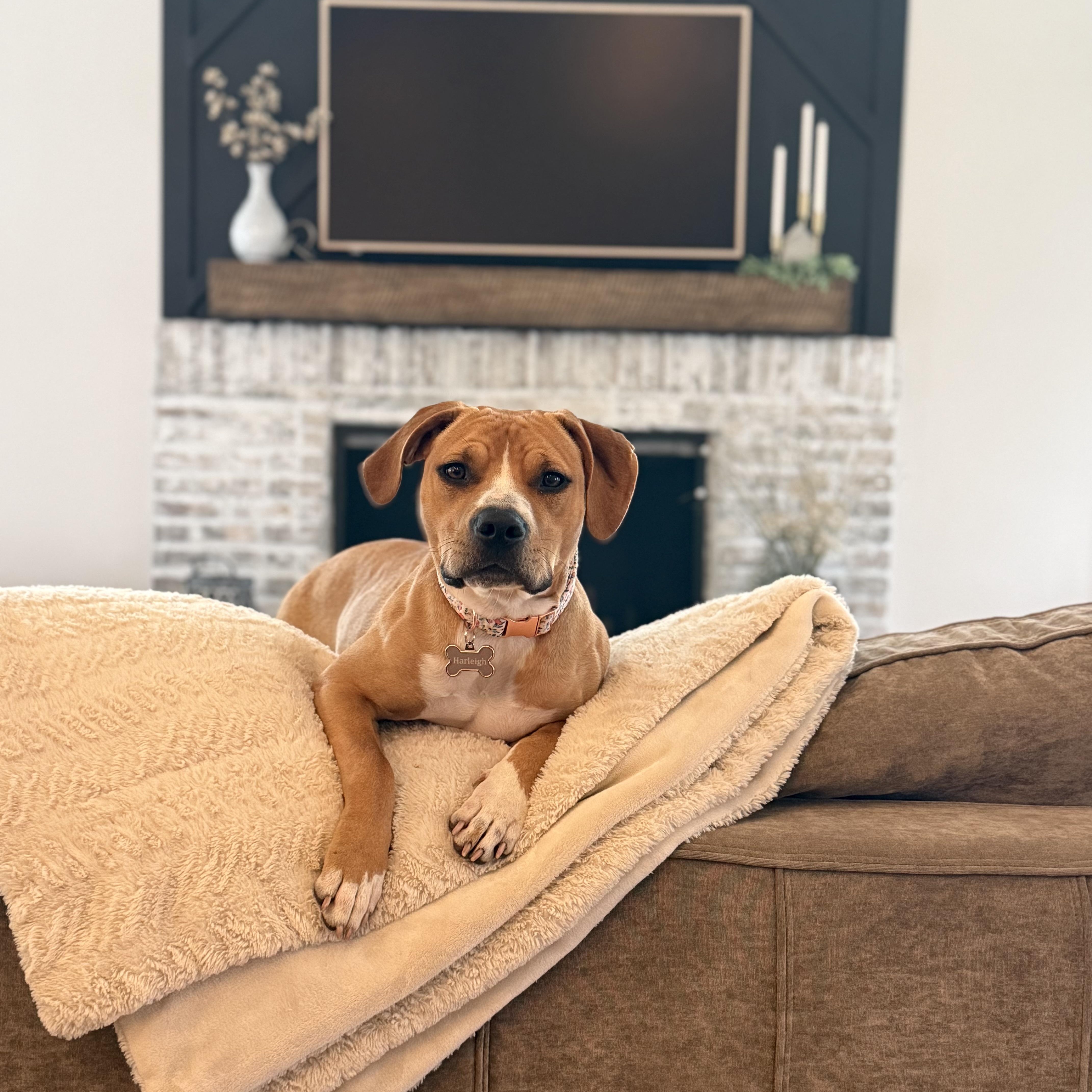 Harleigh, adopted, Puppy Female Beagle & American Staffordshire Terrier.