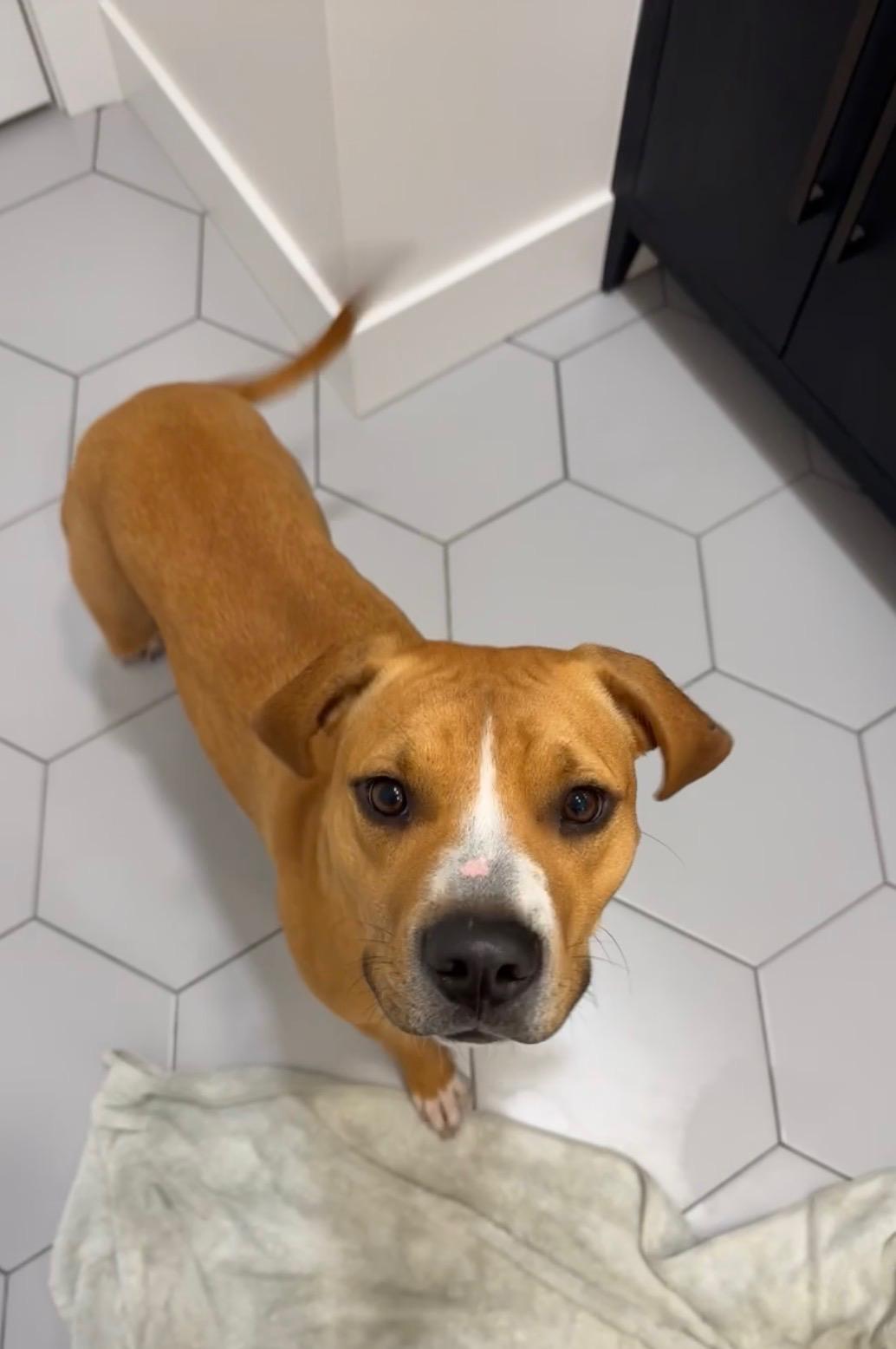Harleigh, an adopted mixed breed in Cincinnati, OH image 5/6