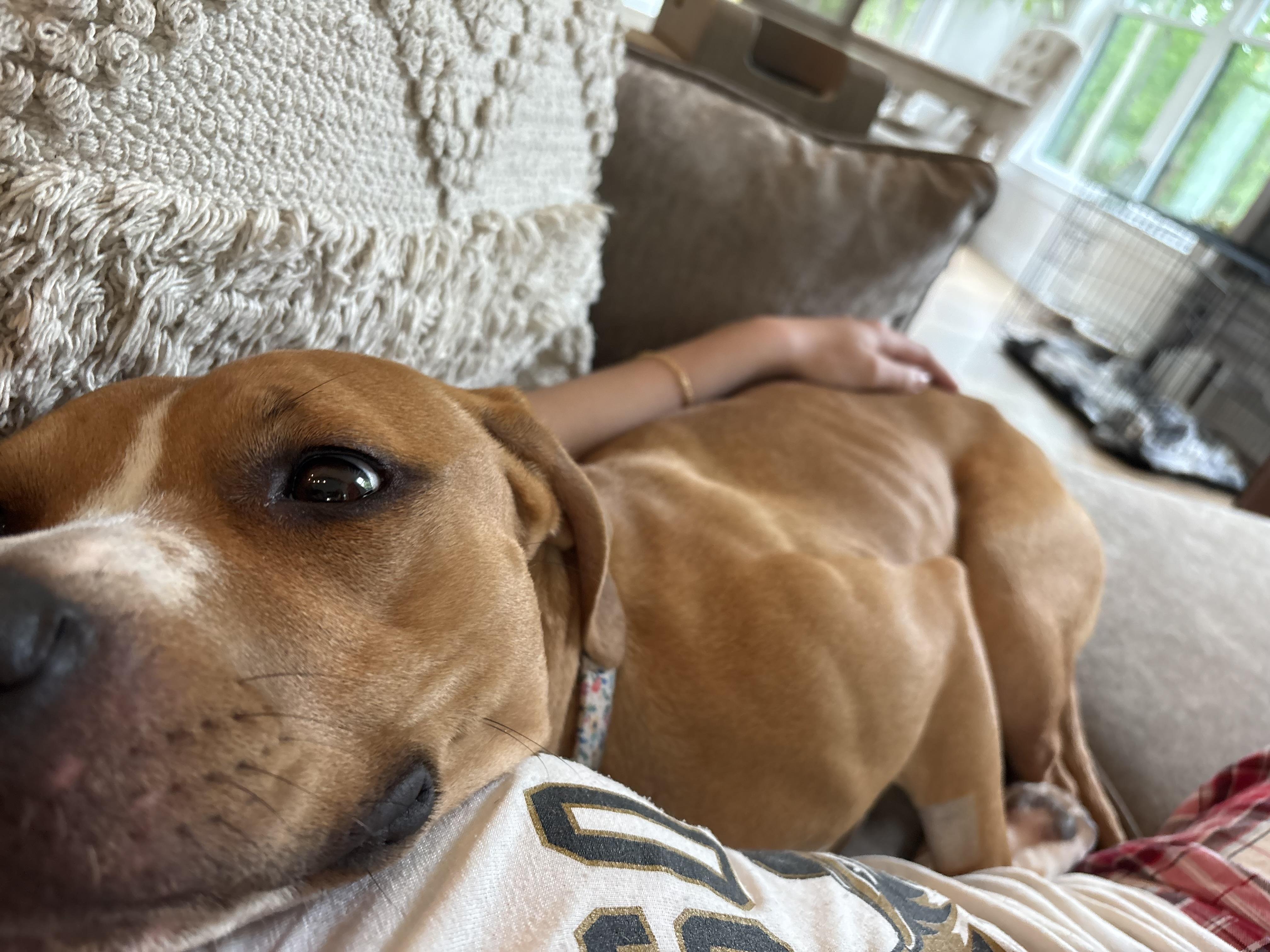 Harleigh, an adopted mixed breed in Cincinnati, OH image 2/6